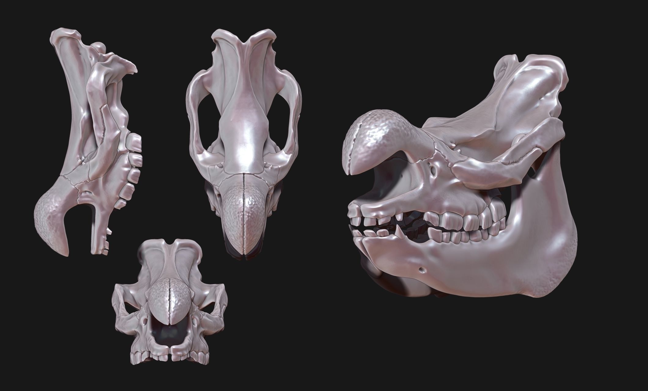 White Rhinoceros Skull - CNC and 3D print model_11