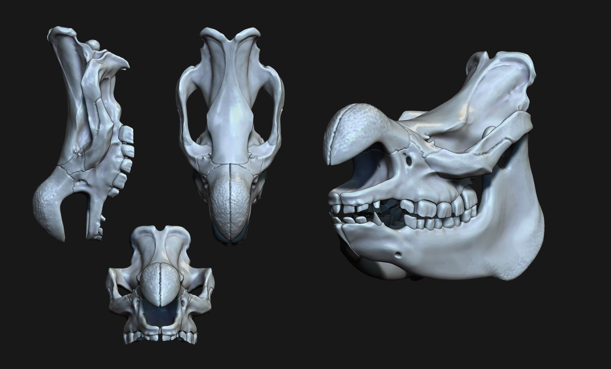 White Rhinoceros Skull - CNC and 3D print model_9
