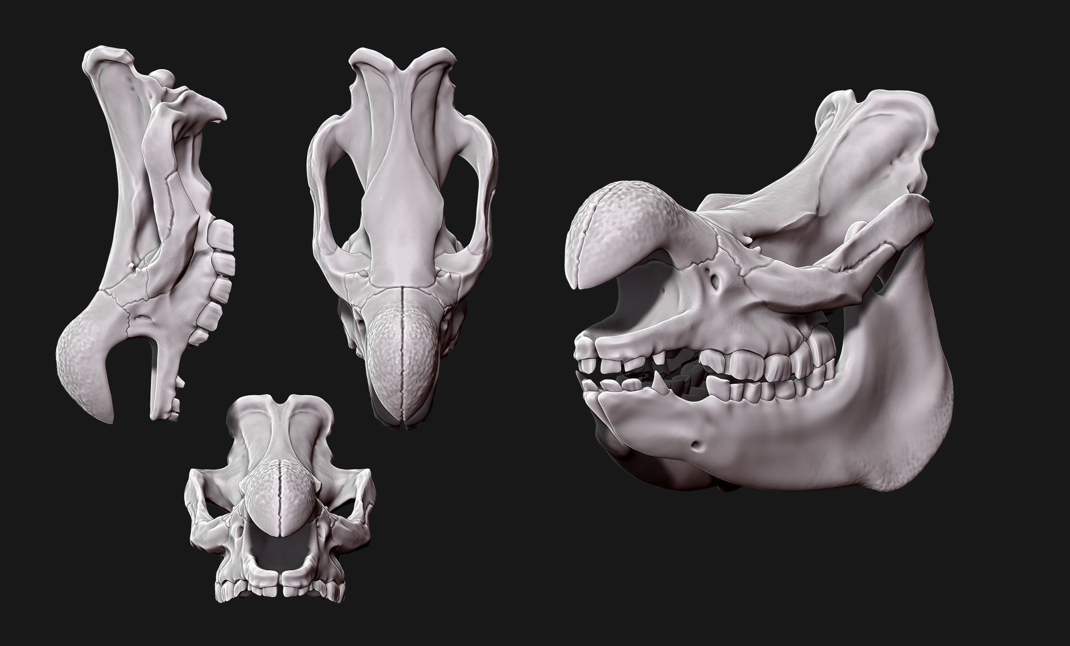 White Rhinoceros Skull - CNC and 3D print model_3