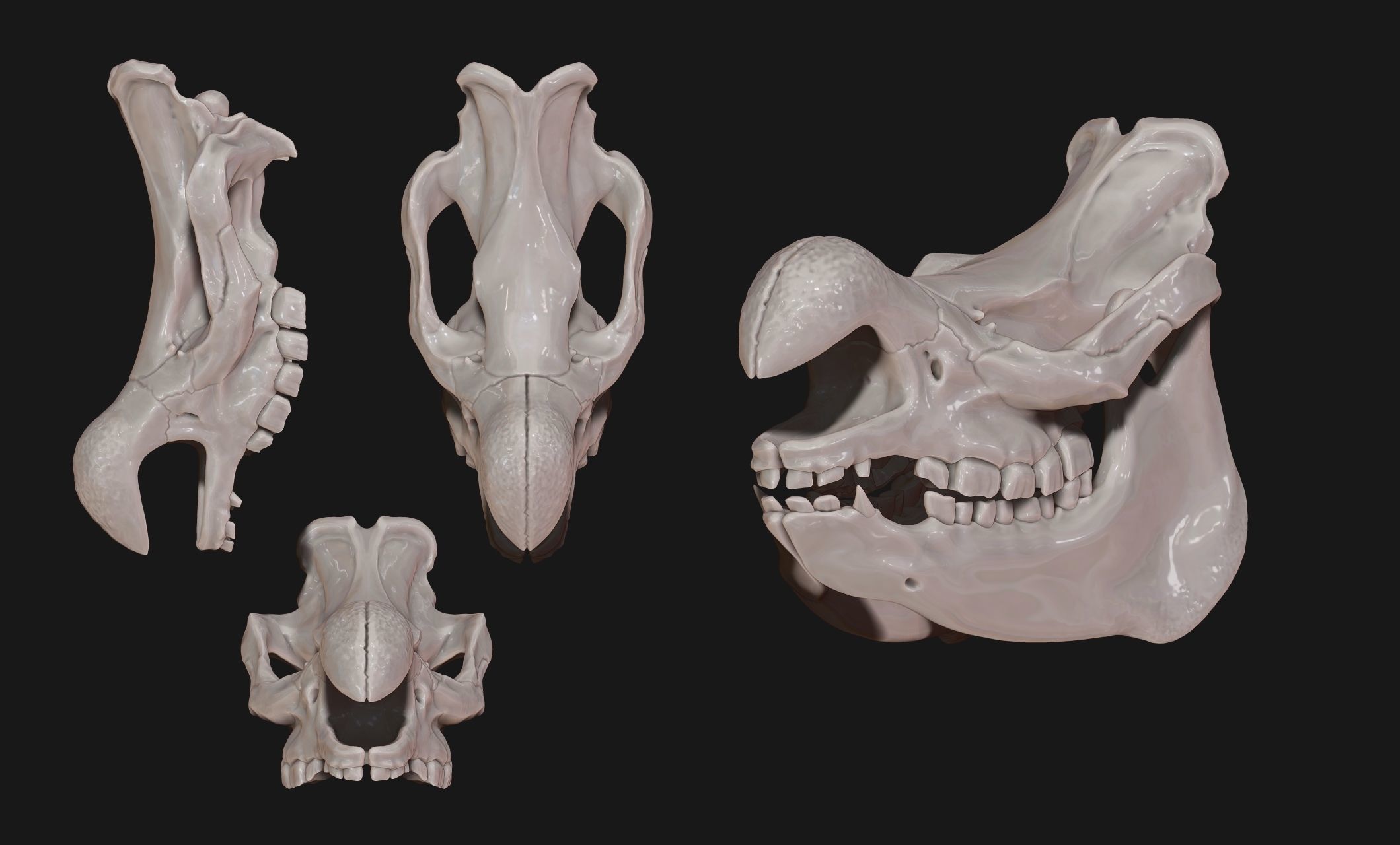 White Rhinoceros Skull - CNC and 3D print model_8