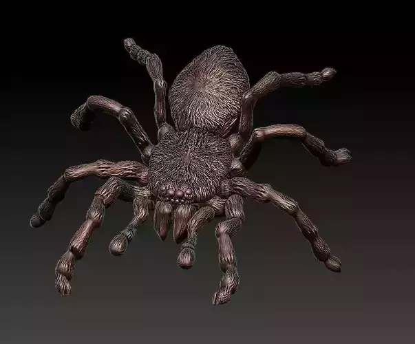 Tarantula spider  3D print model