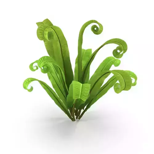 Asplenium scolopendrium 3D model