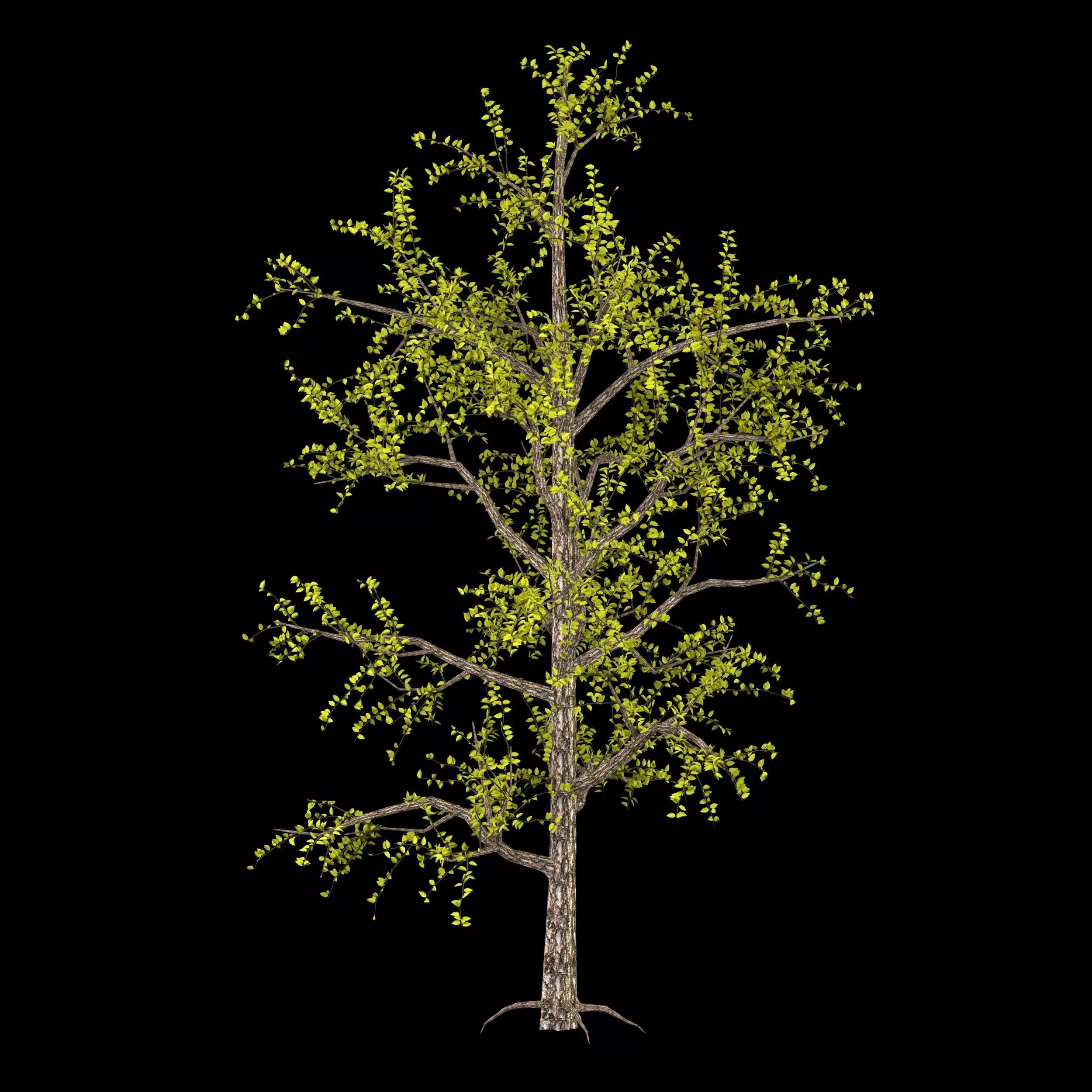 free tree 3D model_0