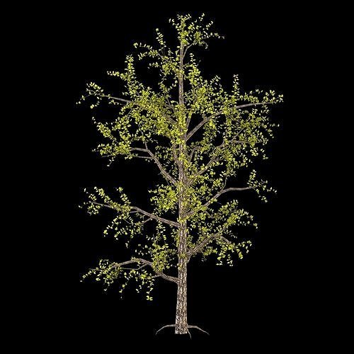 free tree 3D model