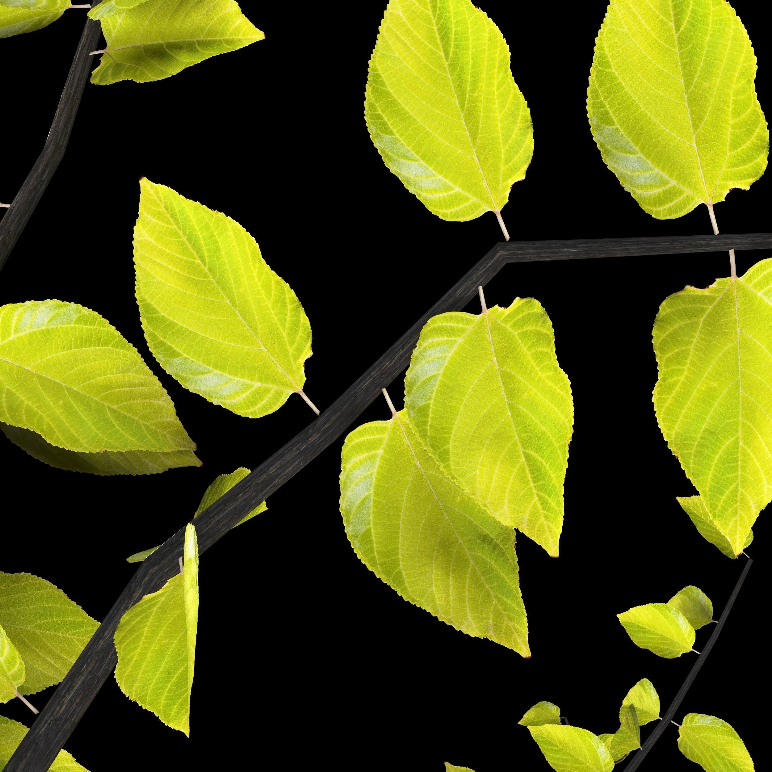 free tree 3D model_1