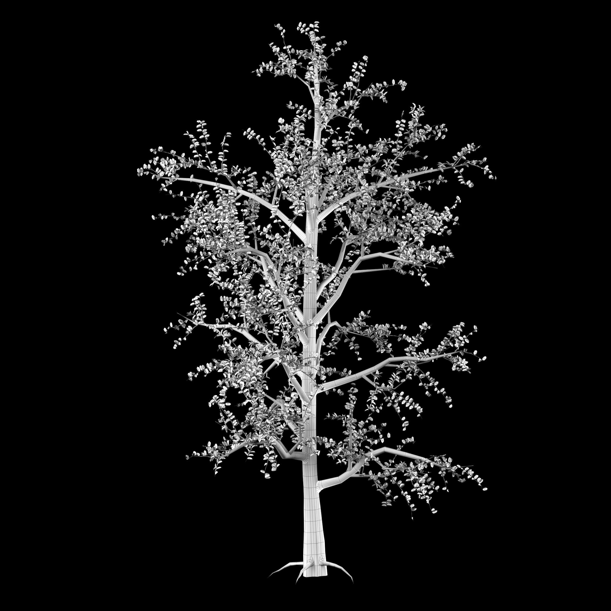 free tree 3D model_2
