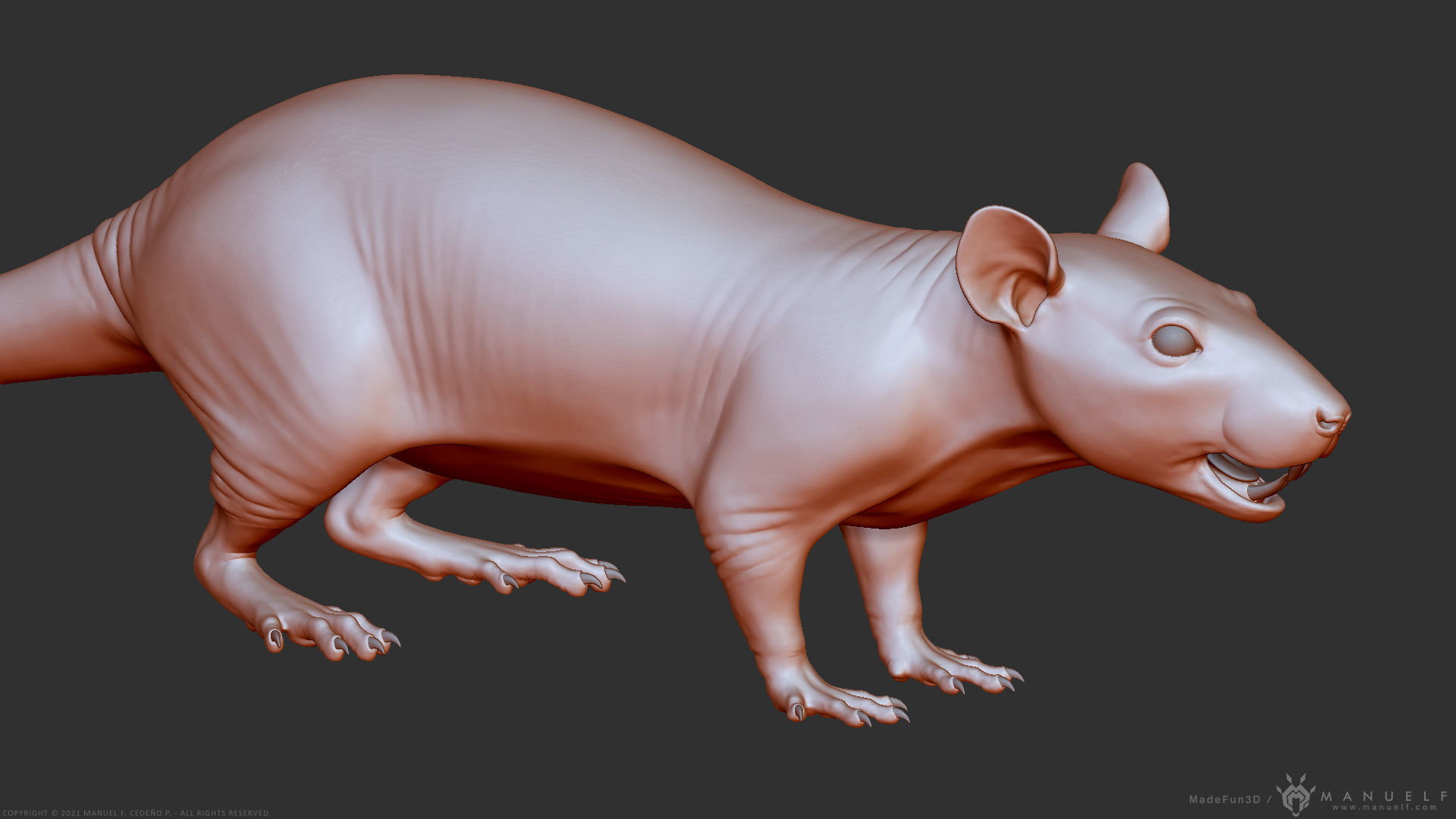 Rat - Highpoly Sculpture 3D model_36