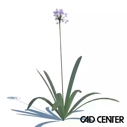 agapanthus 300 a 3D model