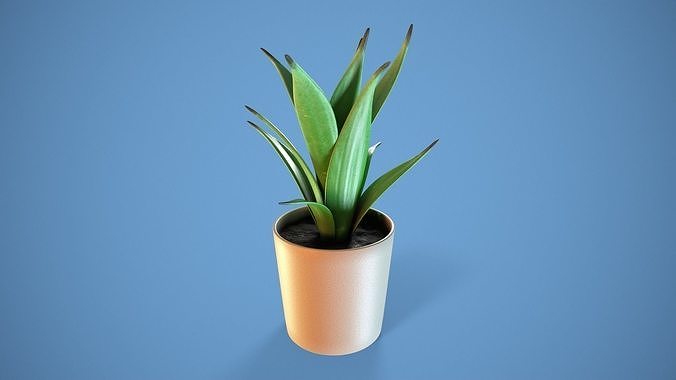 Potted Succulent 3D model