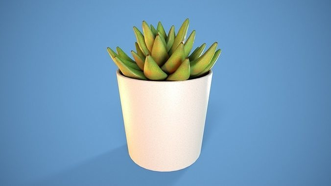 Potted Succulent Low-poly 3D model