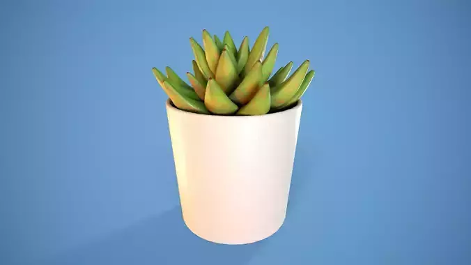 Potted Succulent
