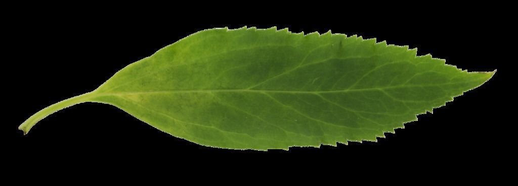 Arbol Tenebroso - Dark Tree 3D model_1