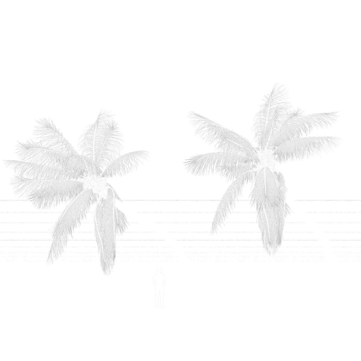 COCONUT TREE VOLUME PACK 02 - GFX INCLUDED 3D model_5