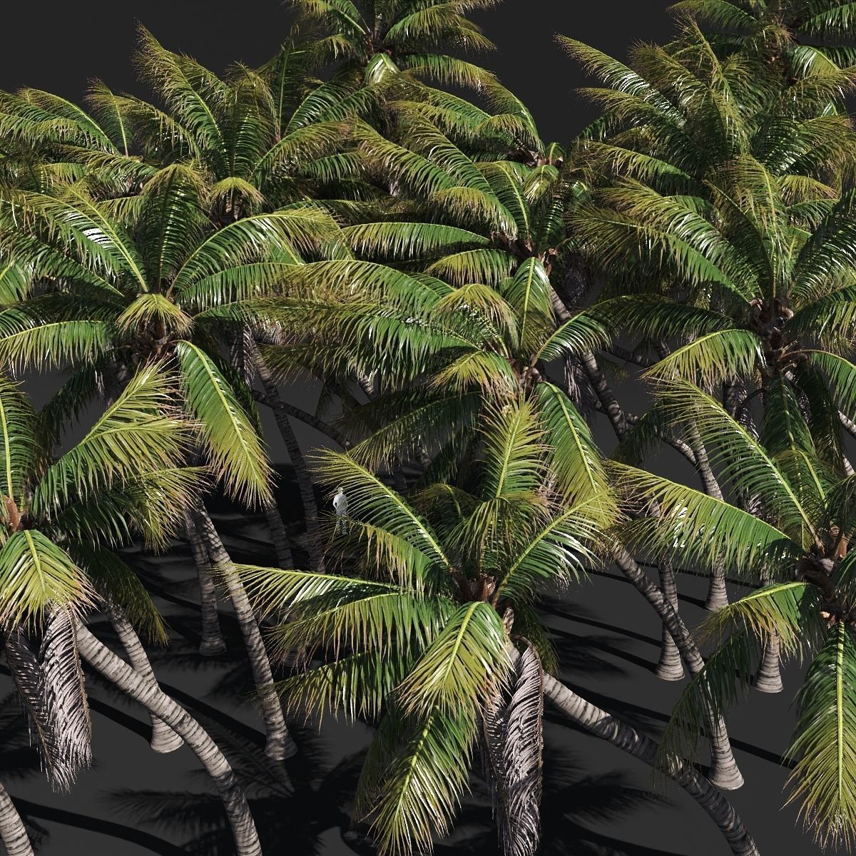 COCONUT TREE VOLUME PACK 02 - GFX INCLUDED 3D model_2