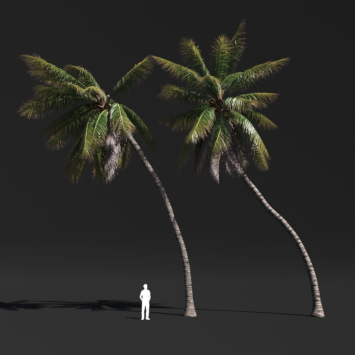 COCONUT TREE VOLUME PACK 02 - GFX INCLUDED 3D model_19