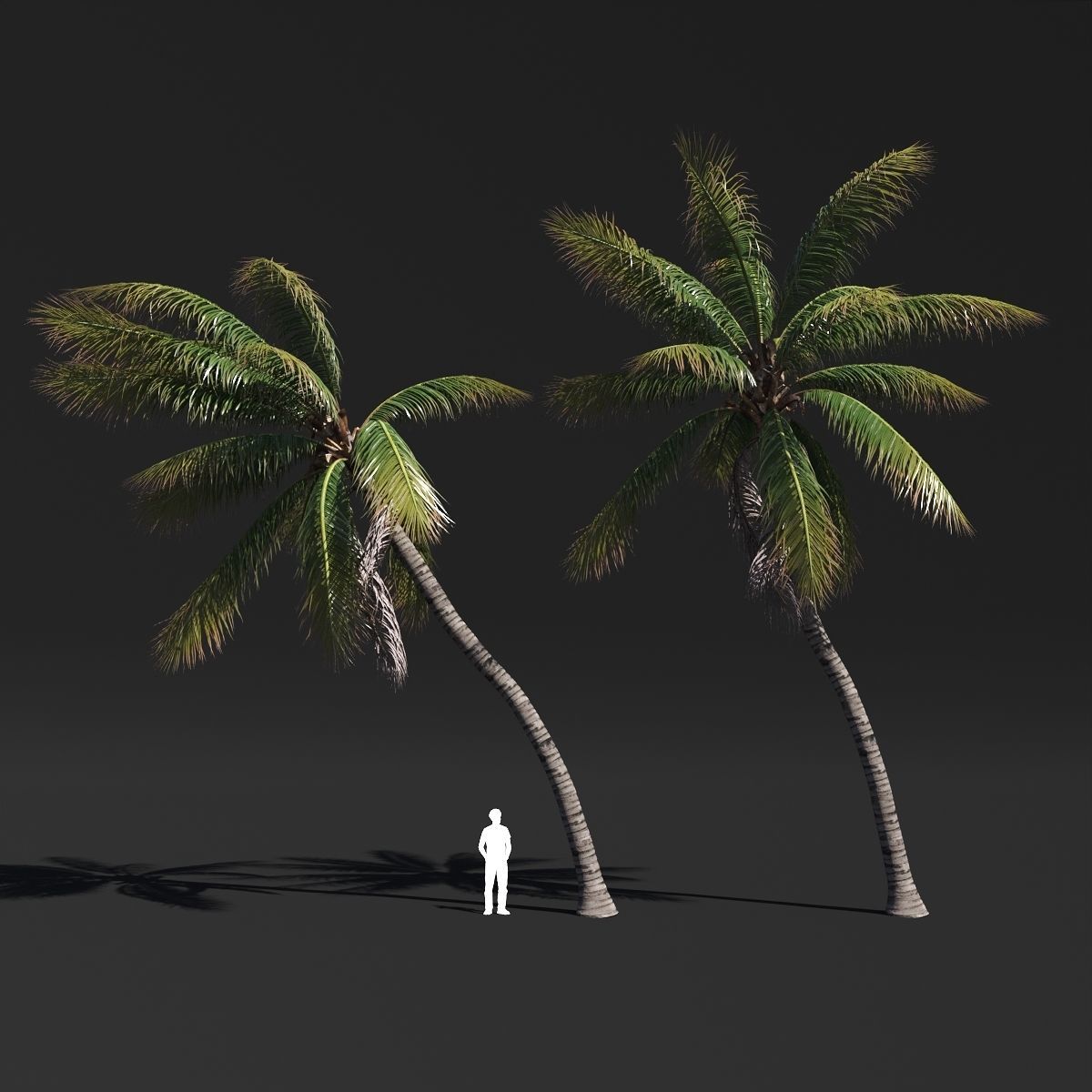 COCONUT TREE VOLUME PACK 02 - GFX INCLUDED 3D model_9