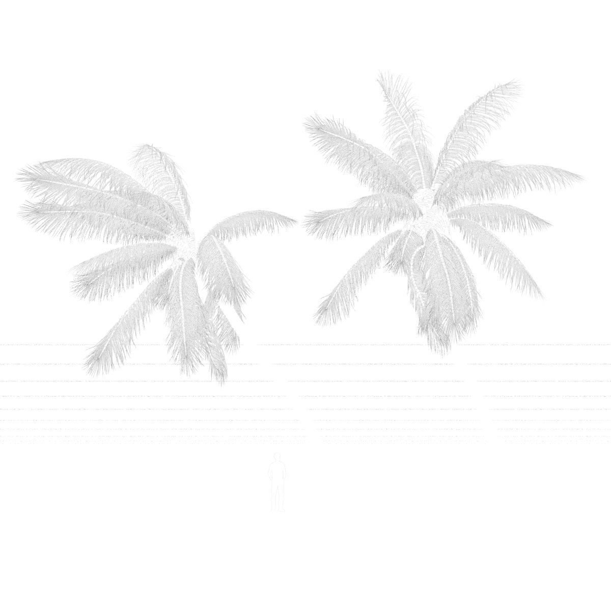 COCONUT TREE VOLUME PACK 02 - GFX INCLUDED 3D model_10