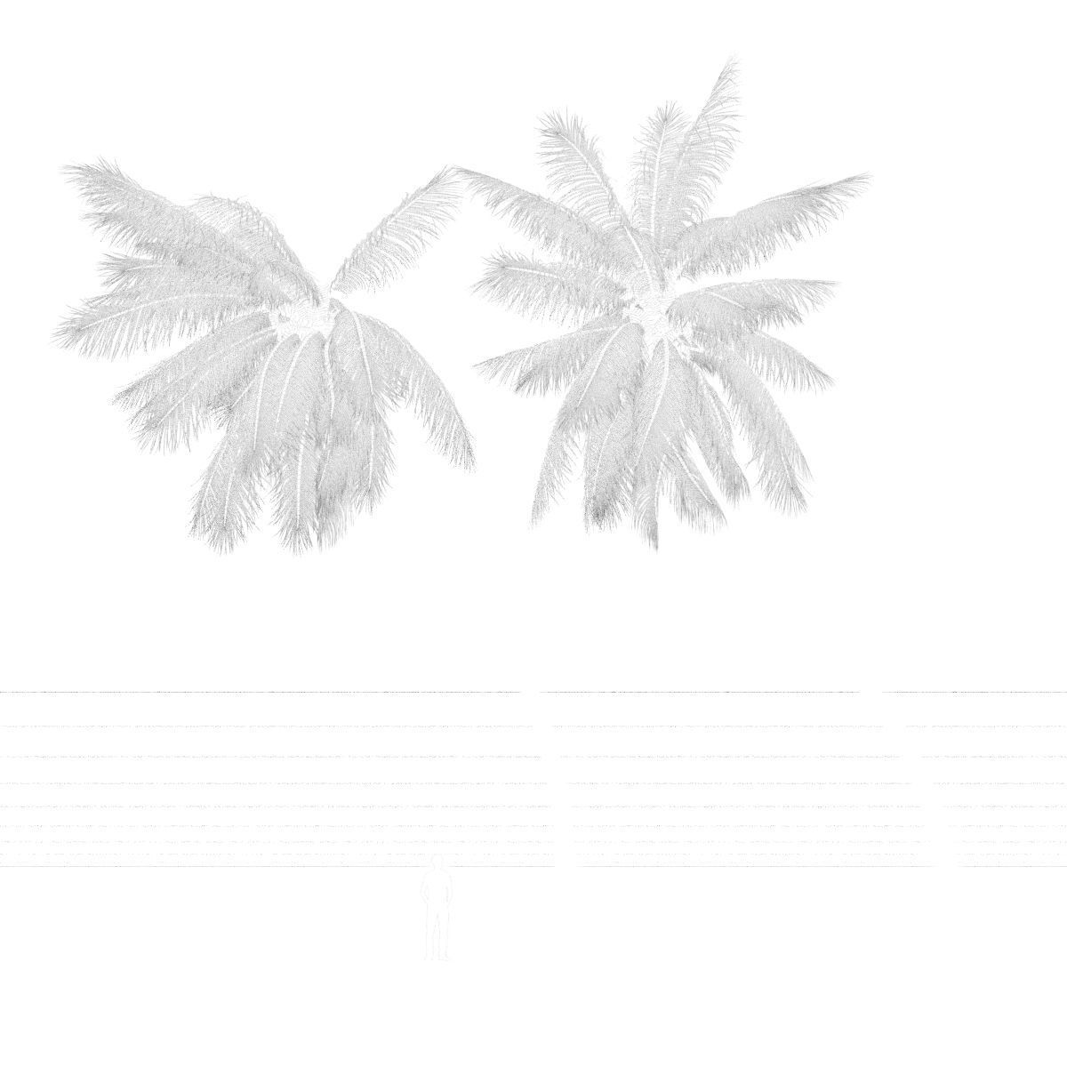 COCONUT TREE VOLUME PACK 02 - GFX INCLUDED 3D model_20