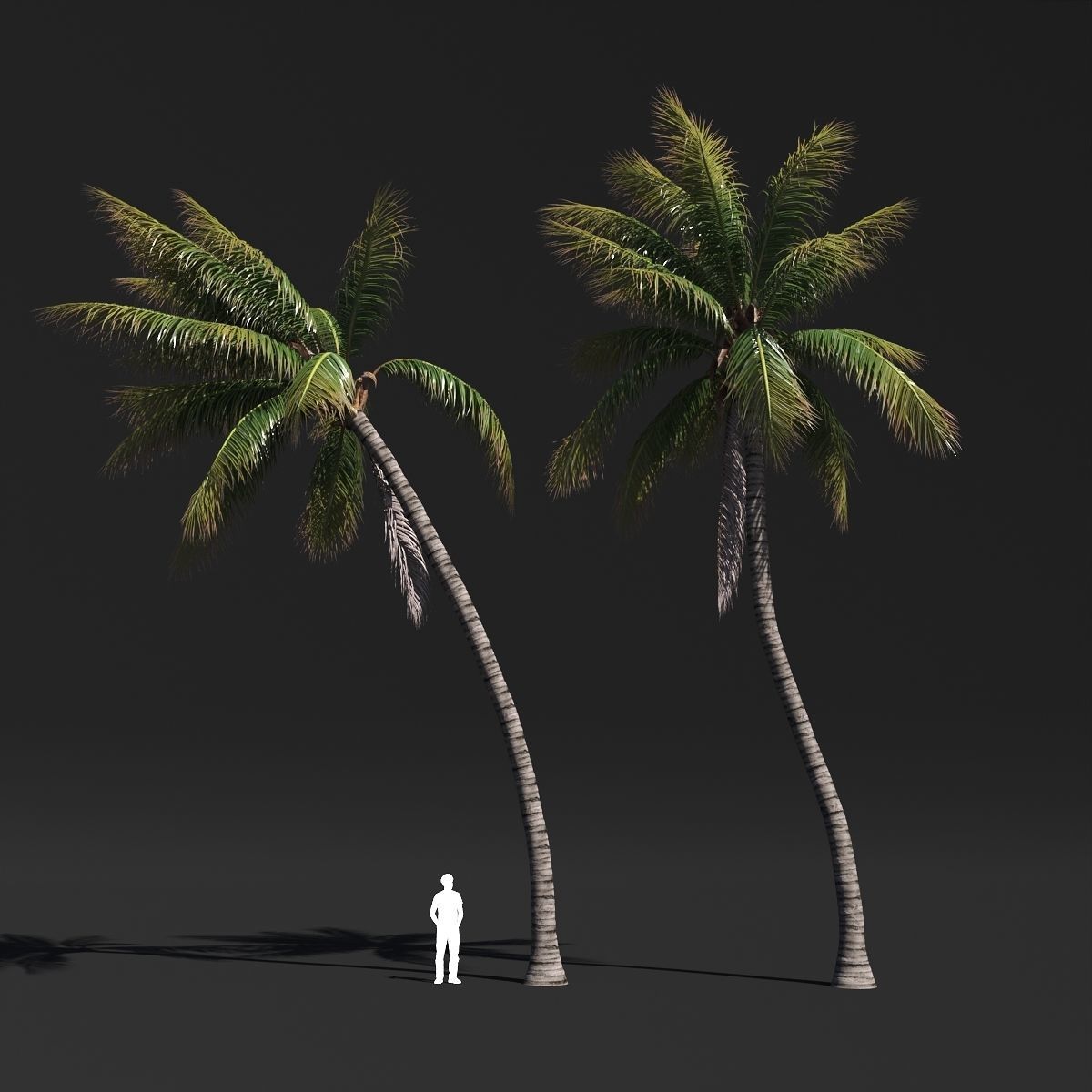 COCONUT TREE VOLUME PACK 02 - GFX INCLUDED 3D model_17