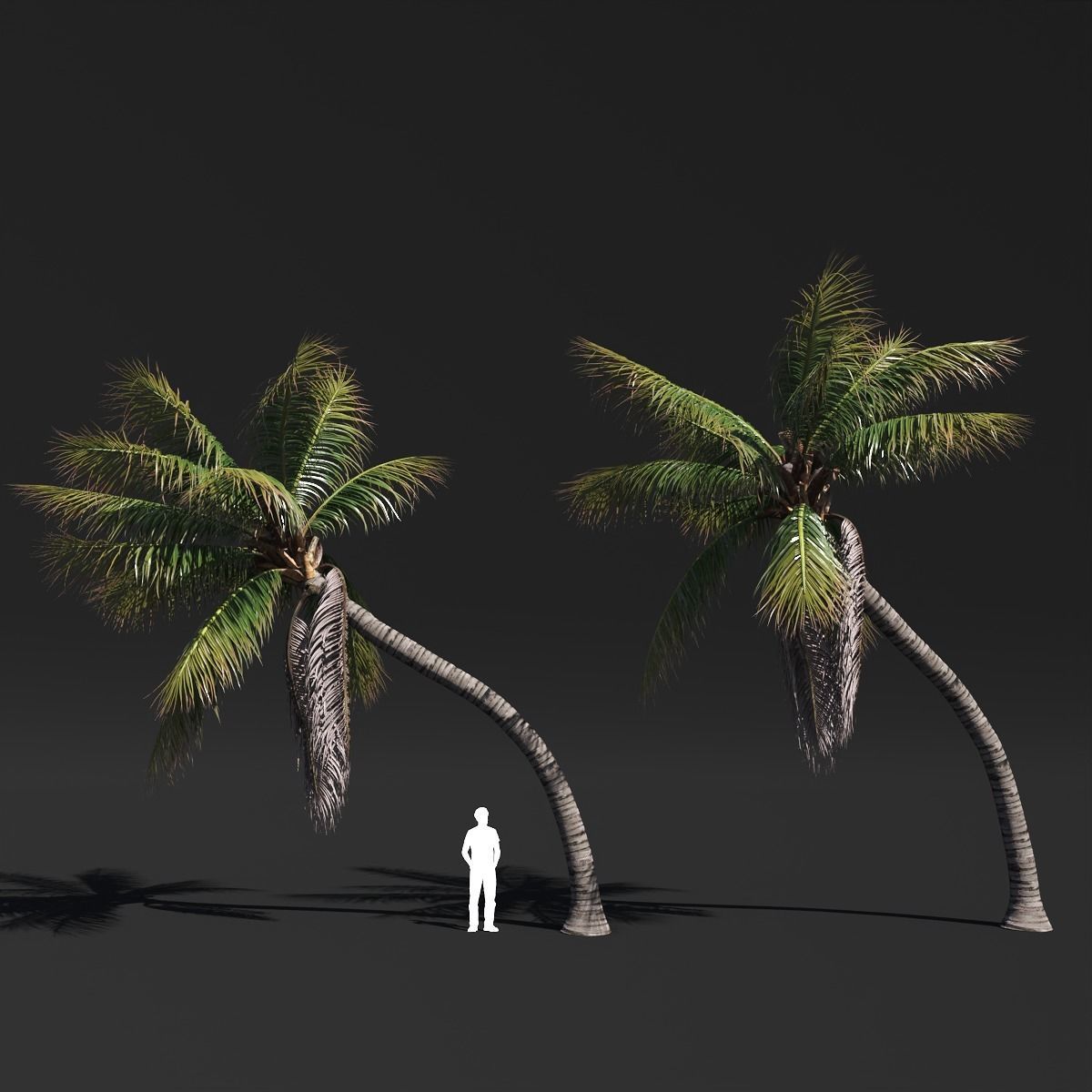 COCONUT TREE VOLUME PACK 02 - GFX INCLUDED 3D model_4