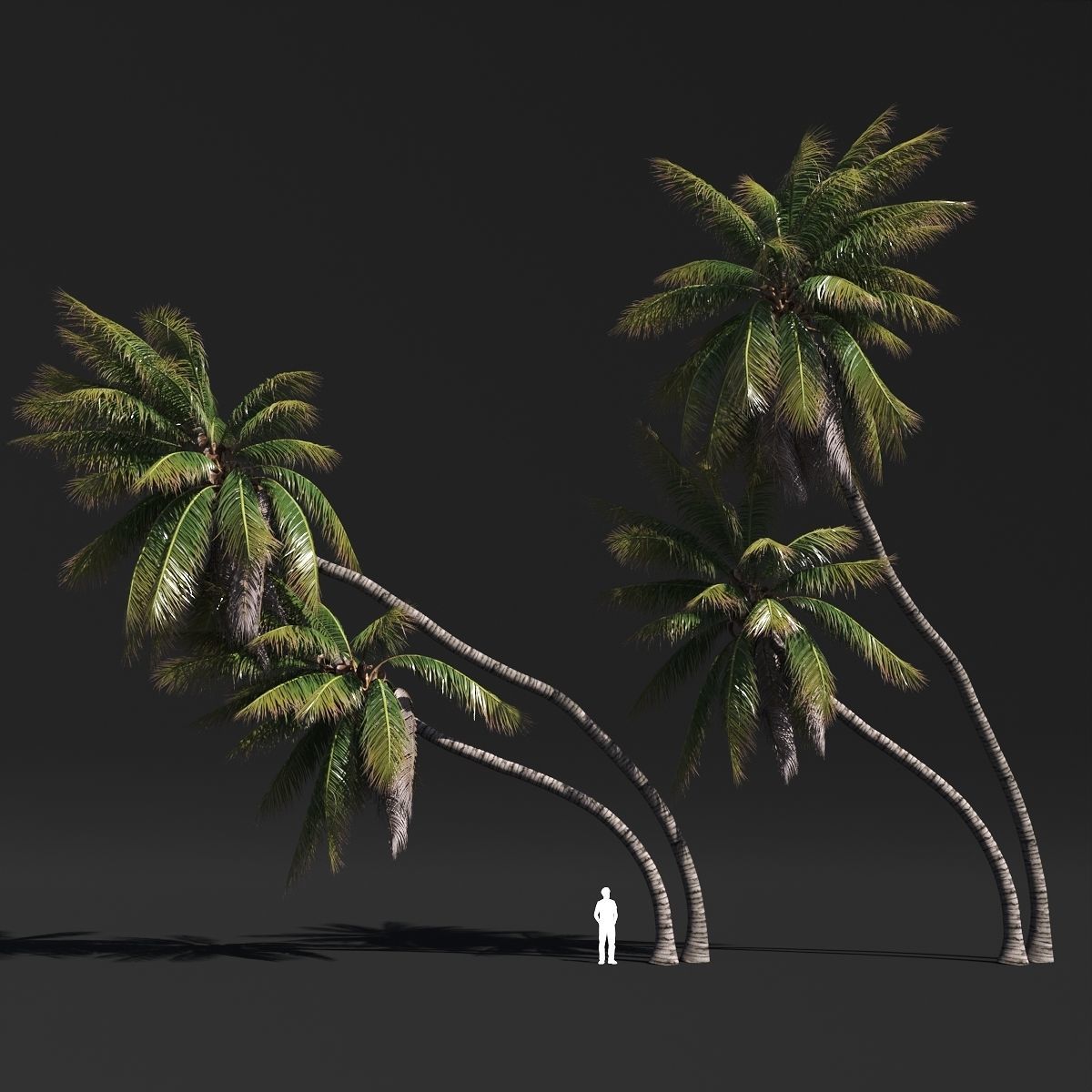 COCONUT TREE VOLUME PACK 02 - GFX INCLUDED 3D model_24