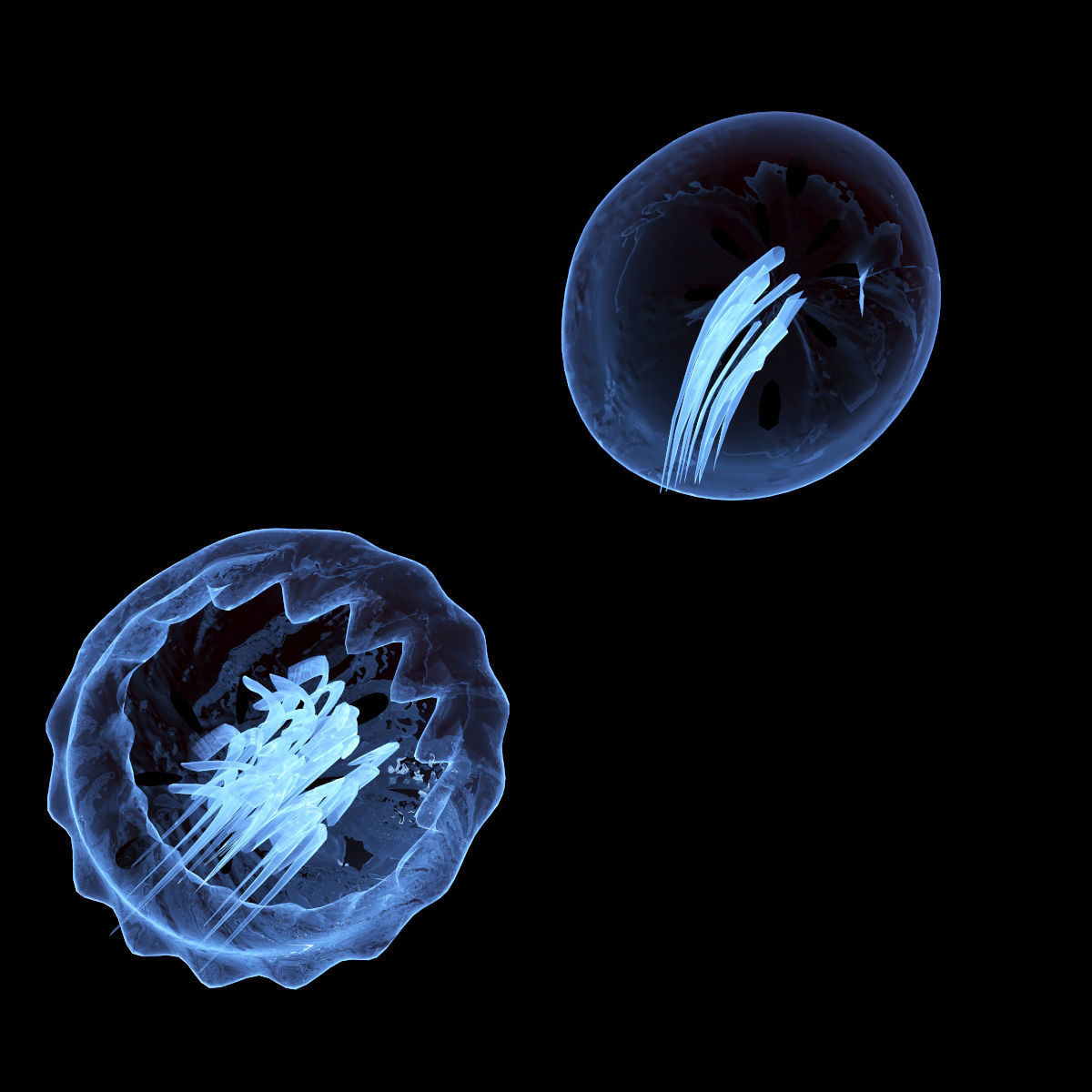 Jellyfish two 3D model_4