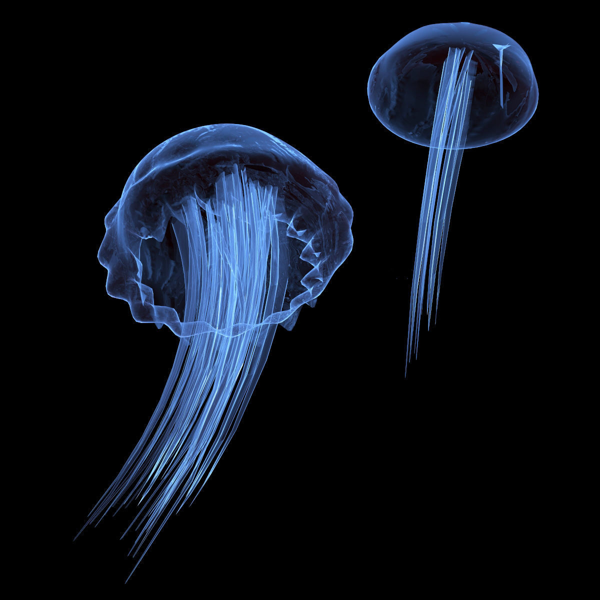 Jellyfish two 3D model_2