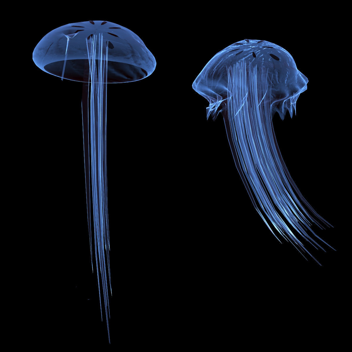 Jellyfish two 3D model_1