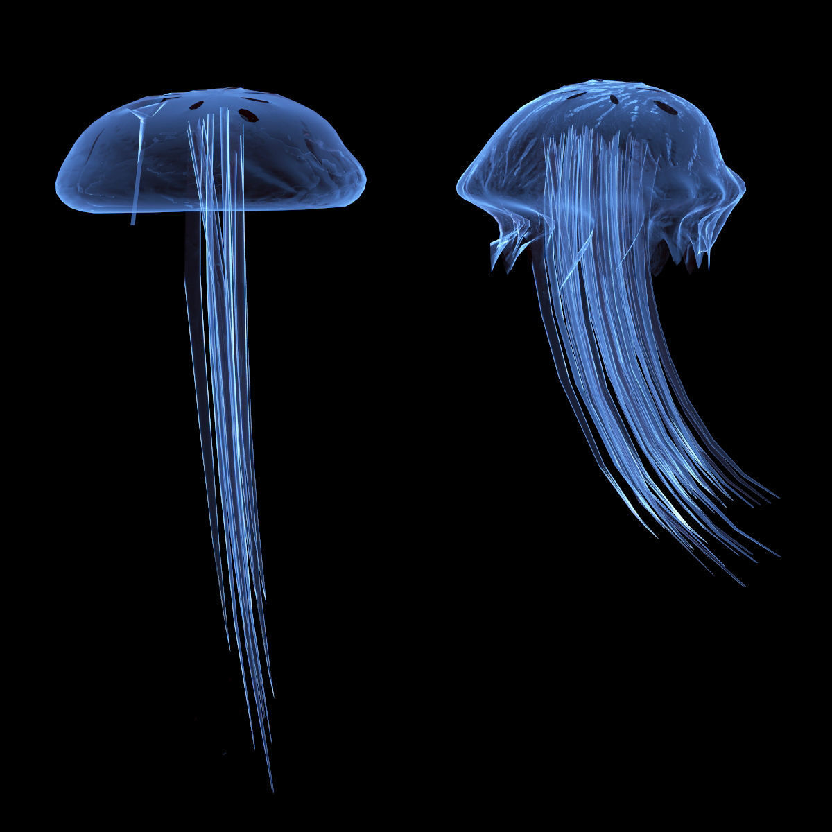 Jellyfish two 3D model_3