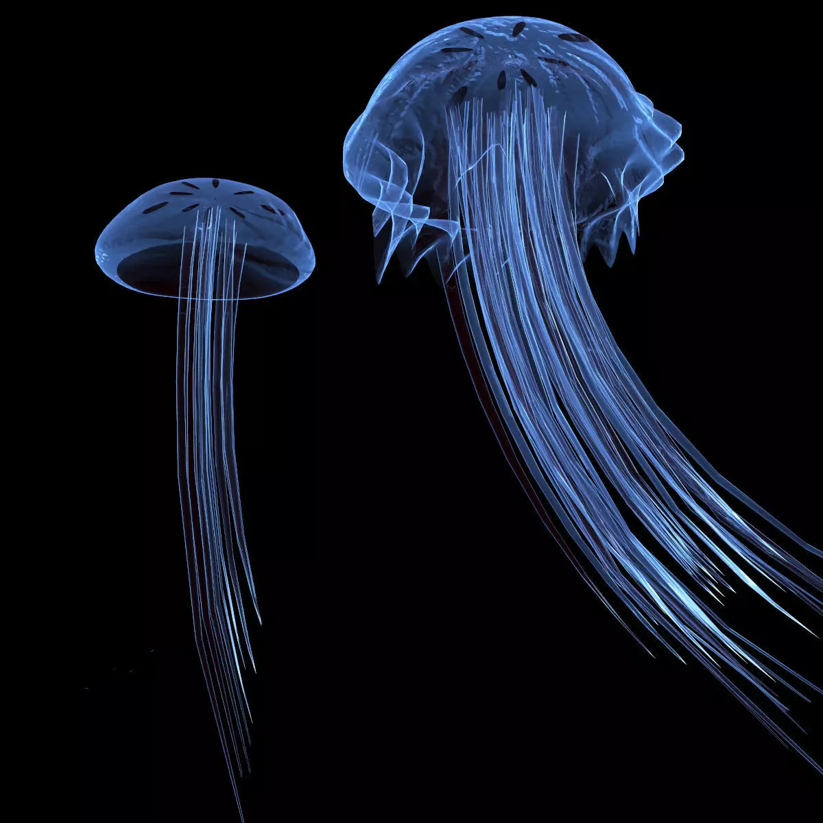 Jellyfish two 3D model_0