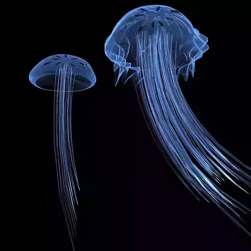 Jellyfish two