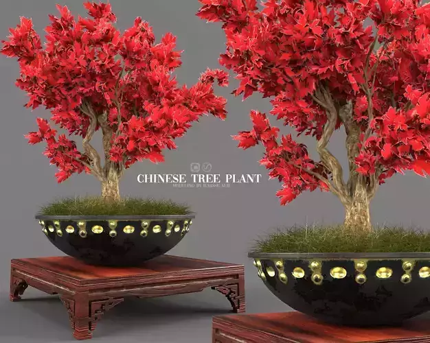chinese tree plant
