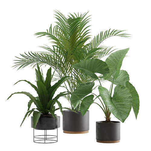 Indoor Plants Pack 08 3D model