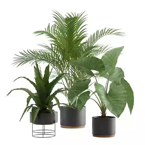 Indoor Plants Pack 08 3D model