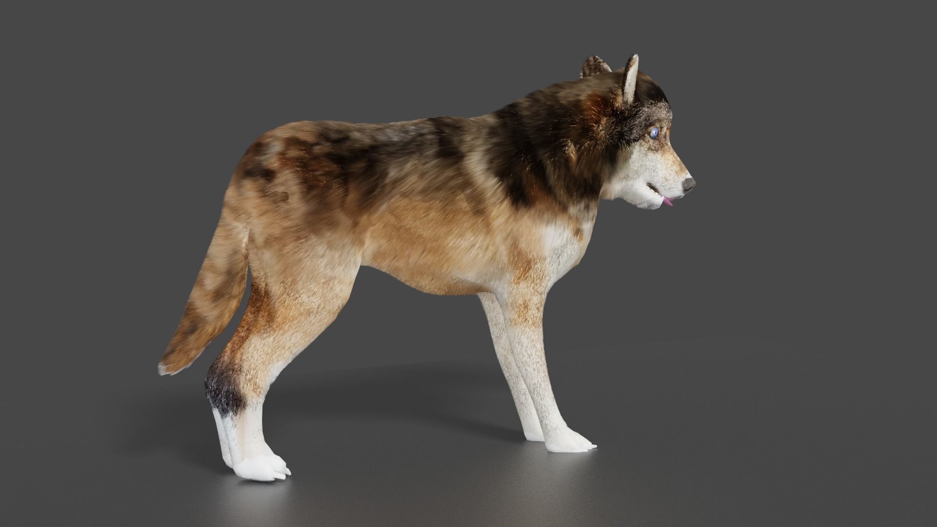 wolf 3d Low-poly 3D model_6