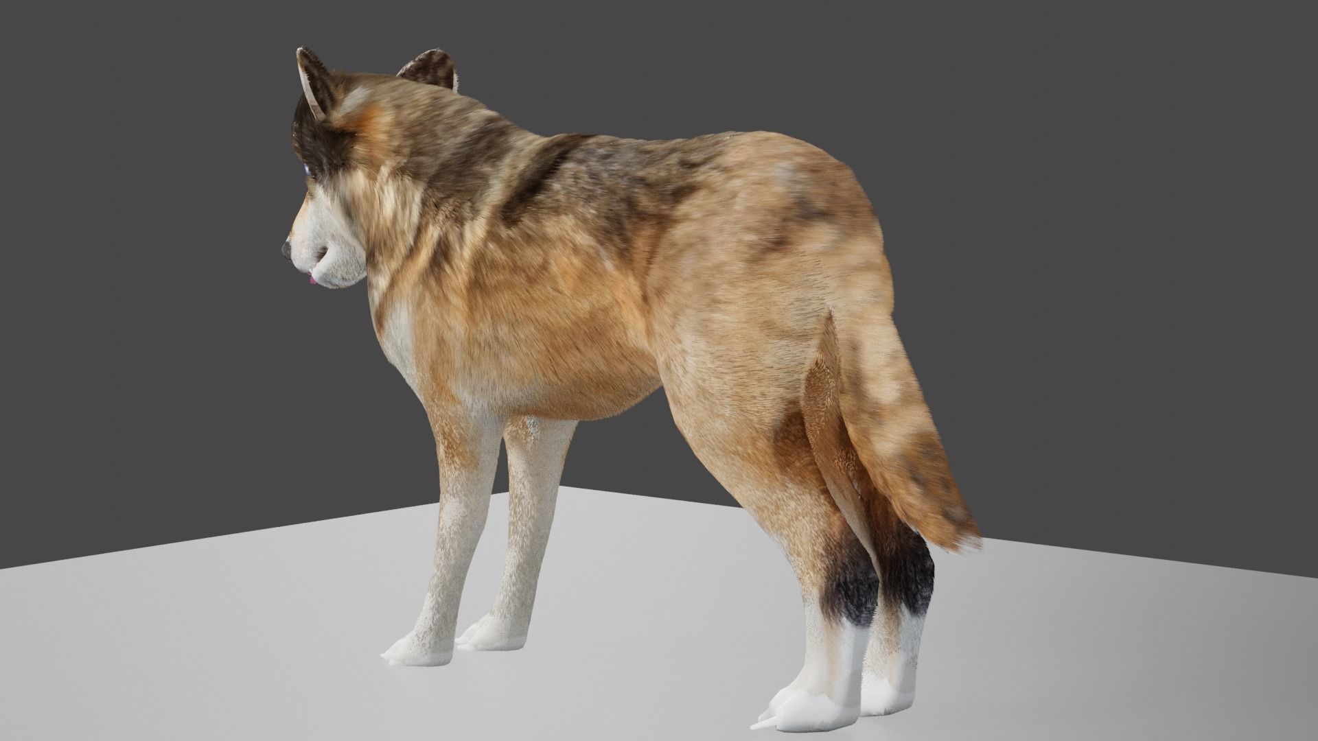 wolf 3d Low-poly 3D model_4