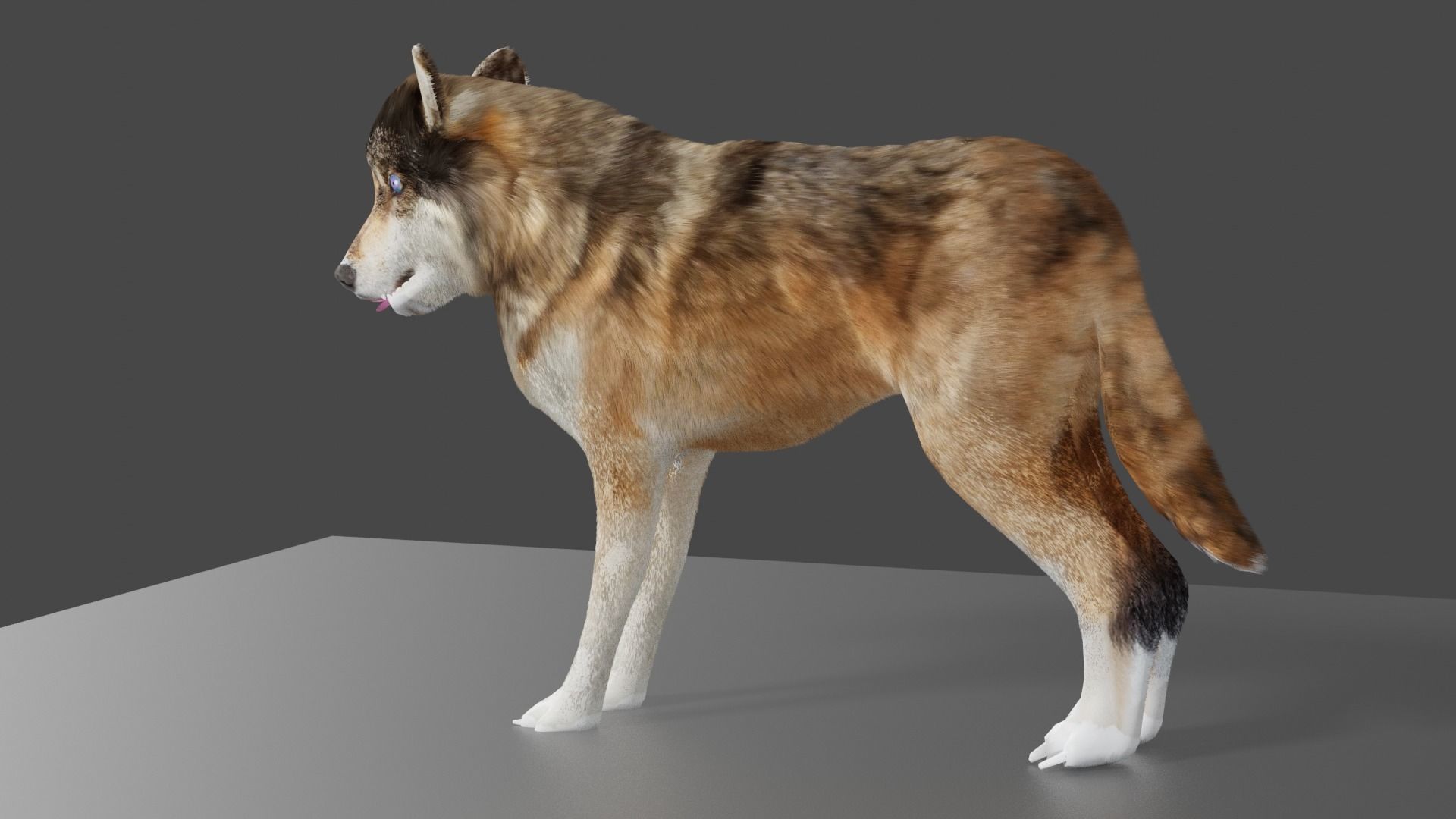 wolf 3d Low-poly 3D model_3