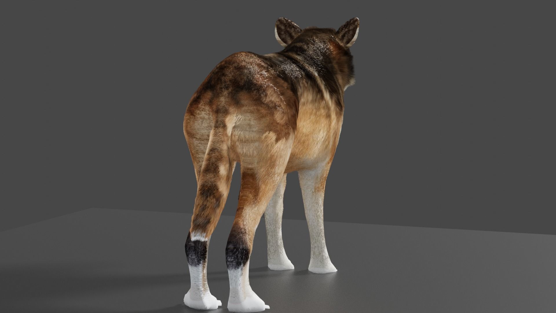 wolf 3d Low-poly 3D model_5