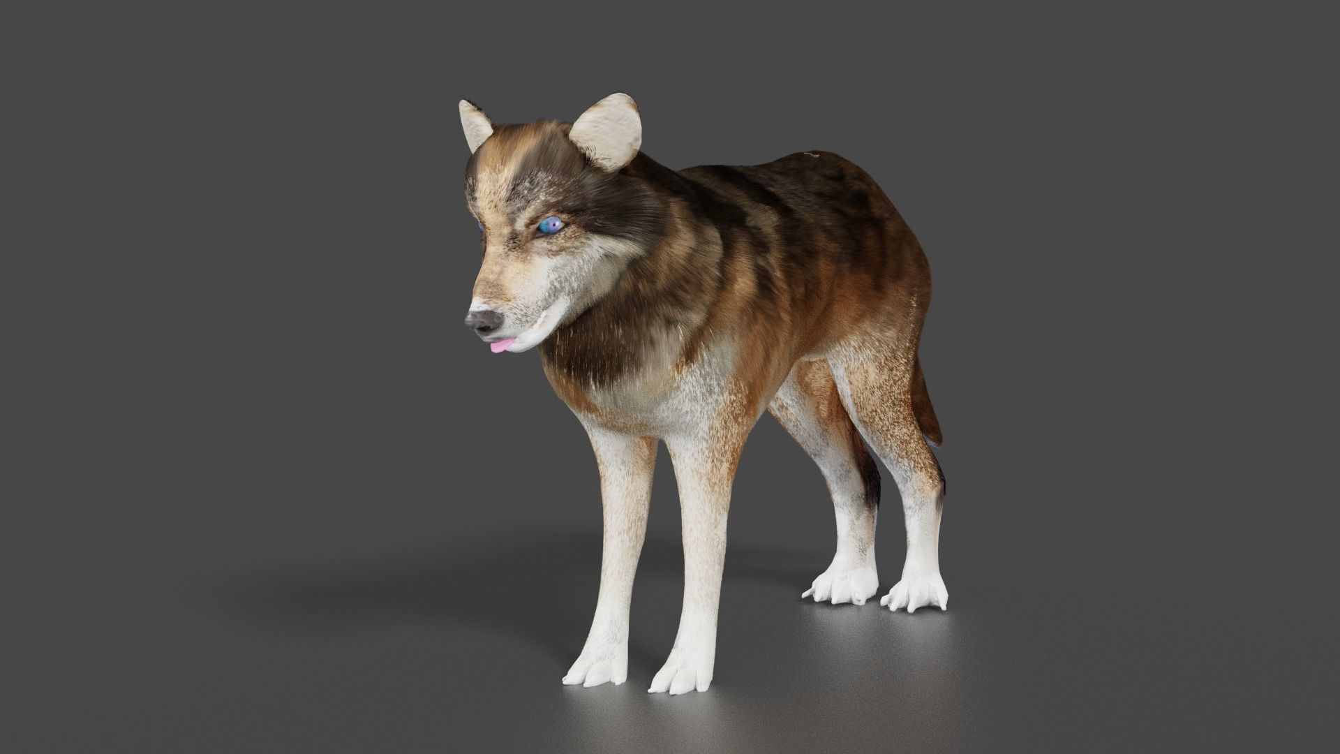 wolf 3d Low-poly 3D model_2