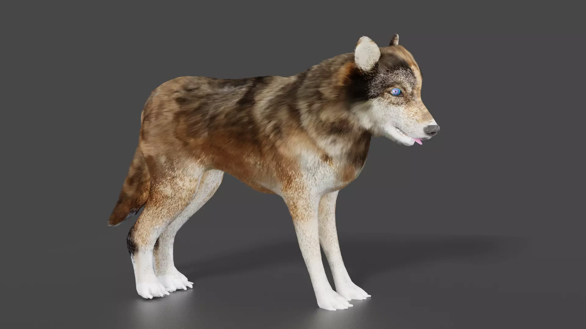 wolf 3d Low-poly 3D model_0