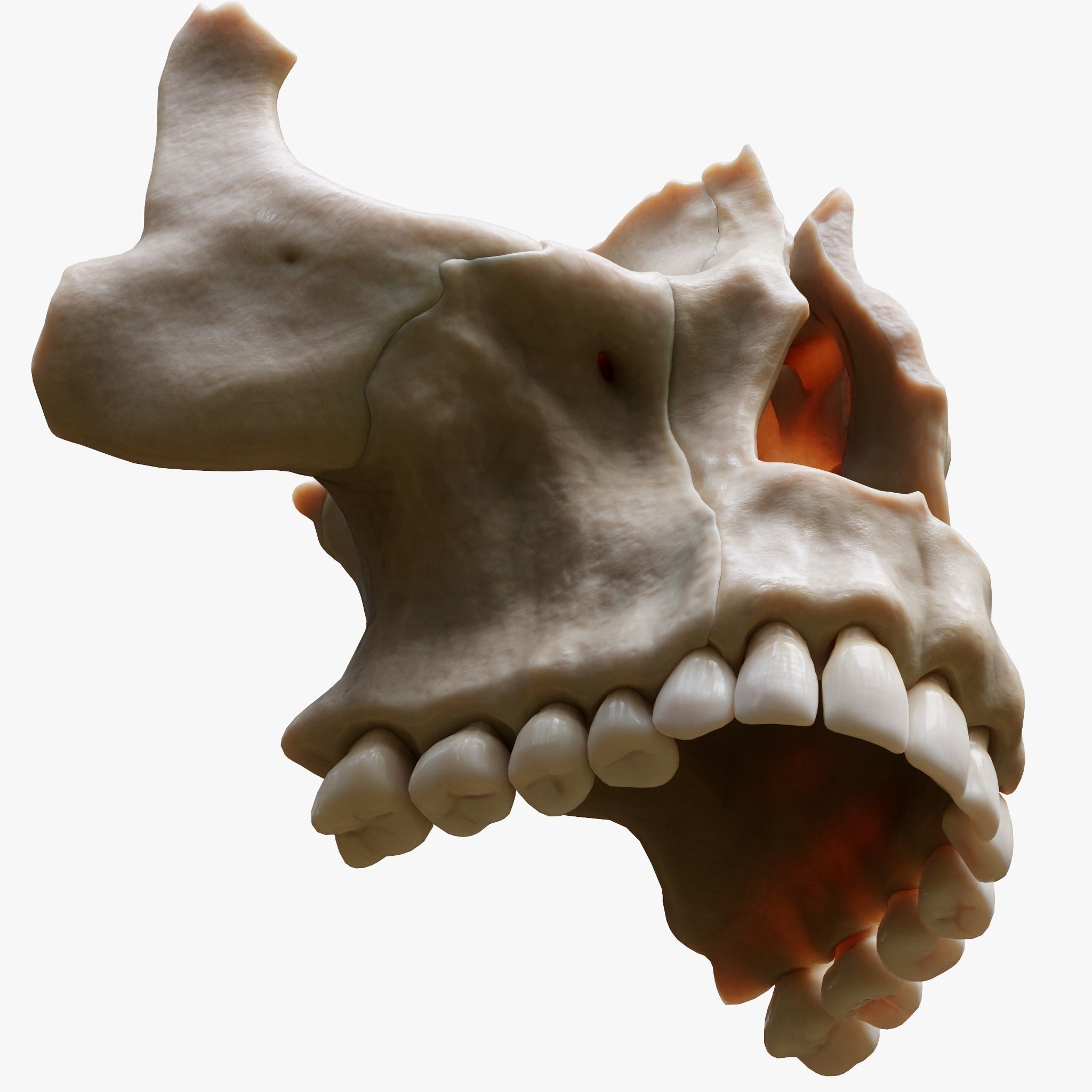 Tooth Structure Bone Anatomy  Low-poly 3D model_5