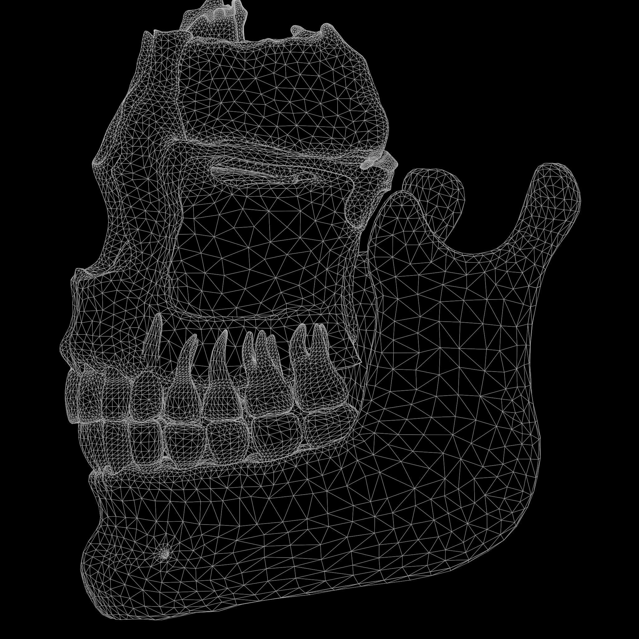 Tooth Structure Bone Anatomy  Low-poly 3D model_9