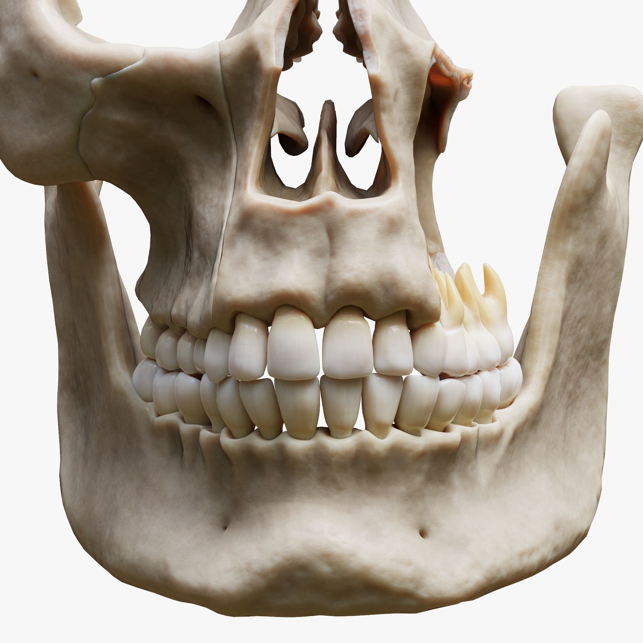 Tooth Structure Bone Anatomy  Low-poly 3D model_3
