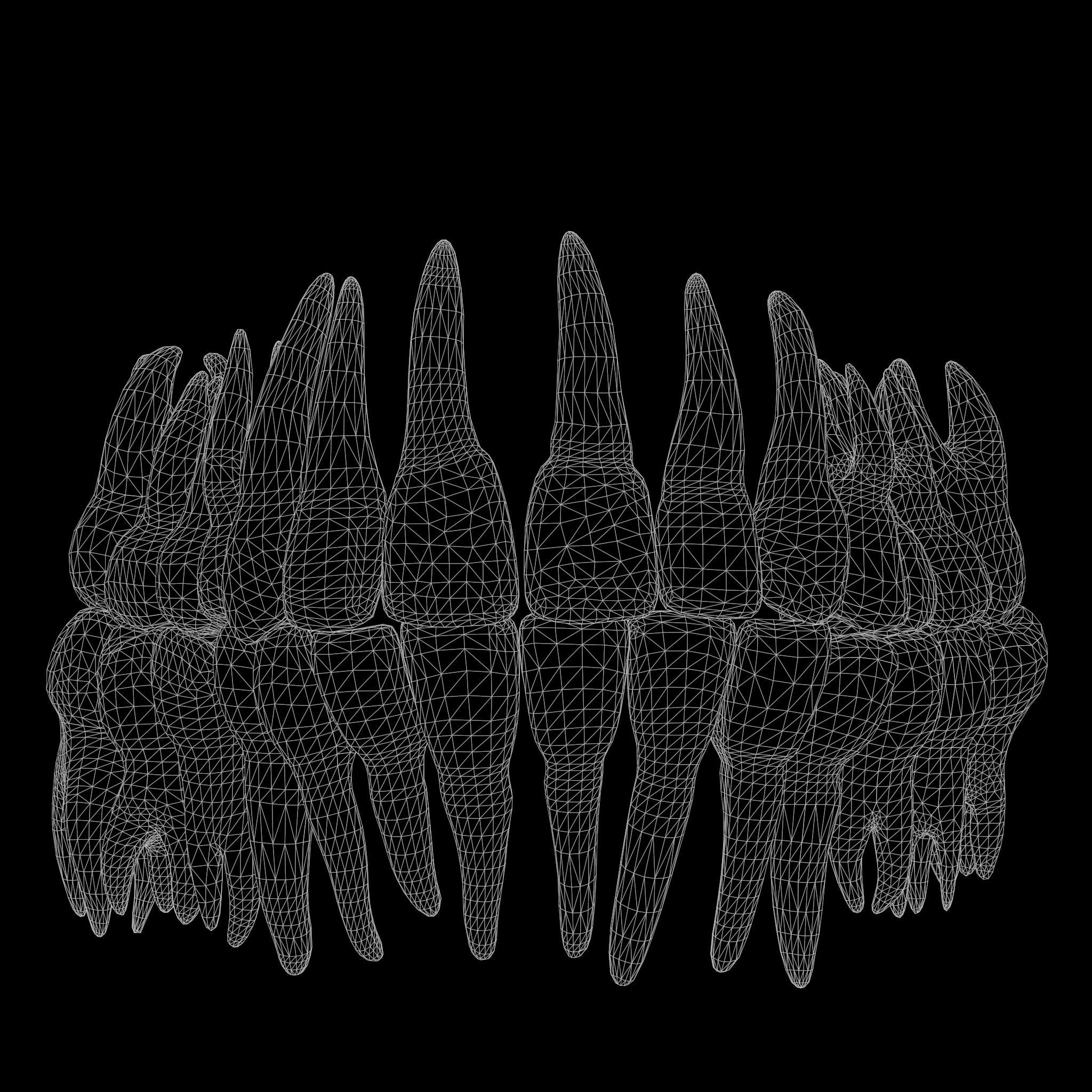 Tooth Structure Bone Anatomy  Low-poly 3D model_10