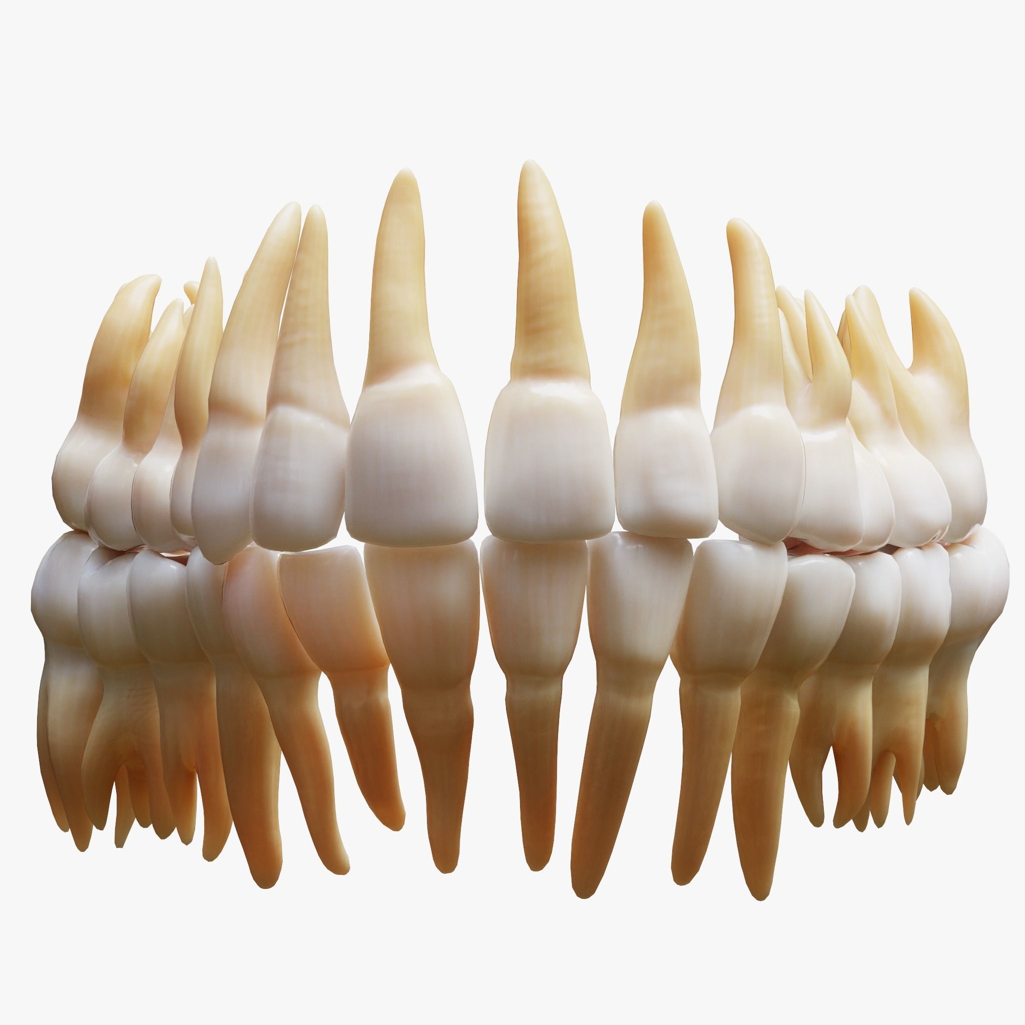 Tooth Structure Bone Anatomy  Low-poly 3D model_1