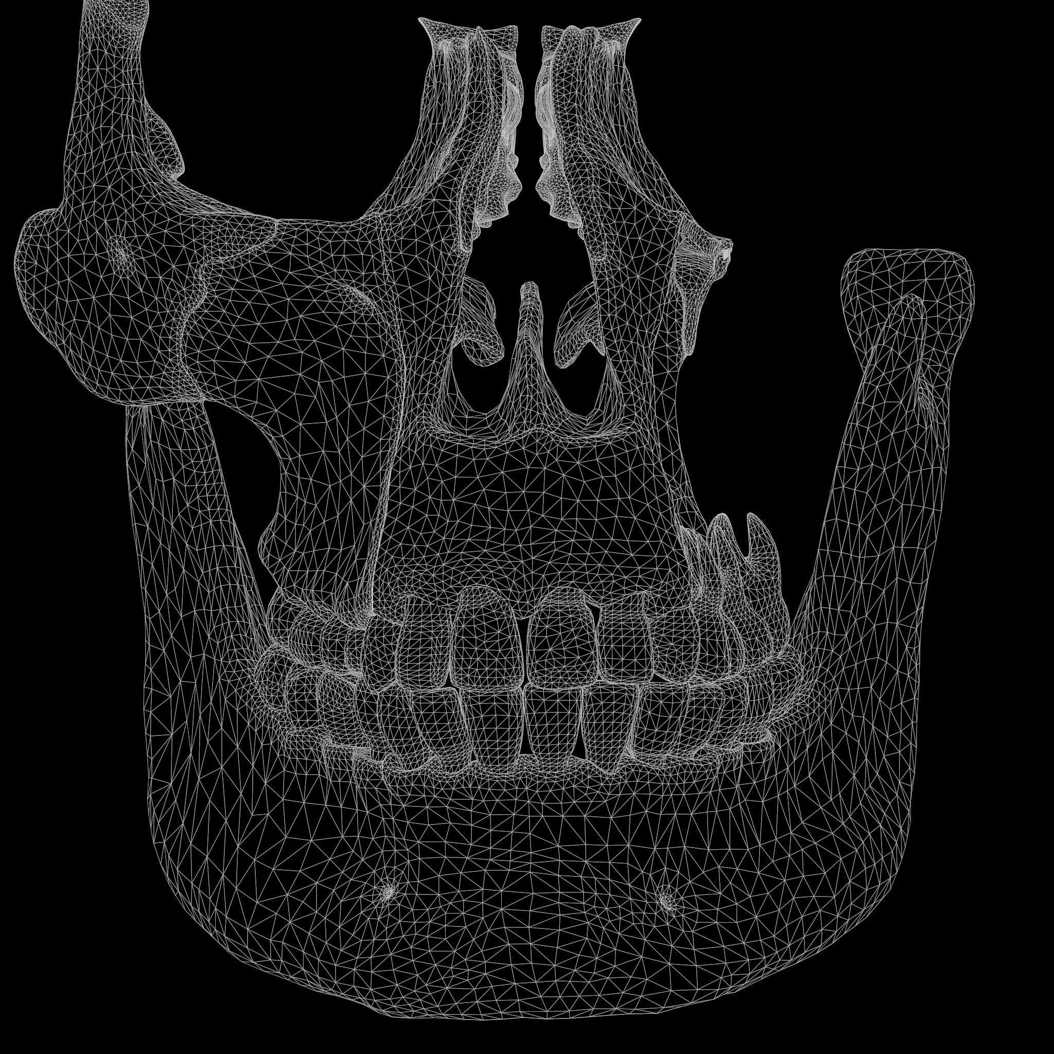 Tooth Structure Bone Anatomy  Low-poly 3D model_8
