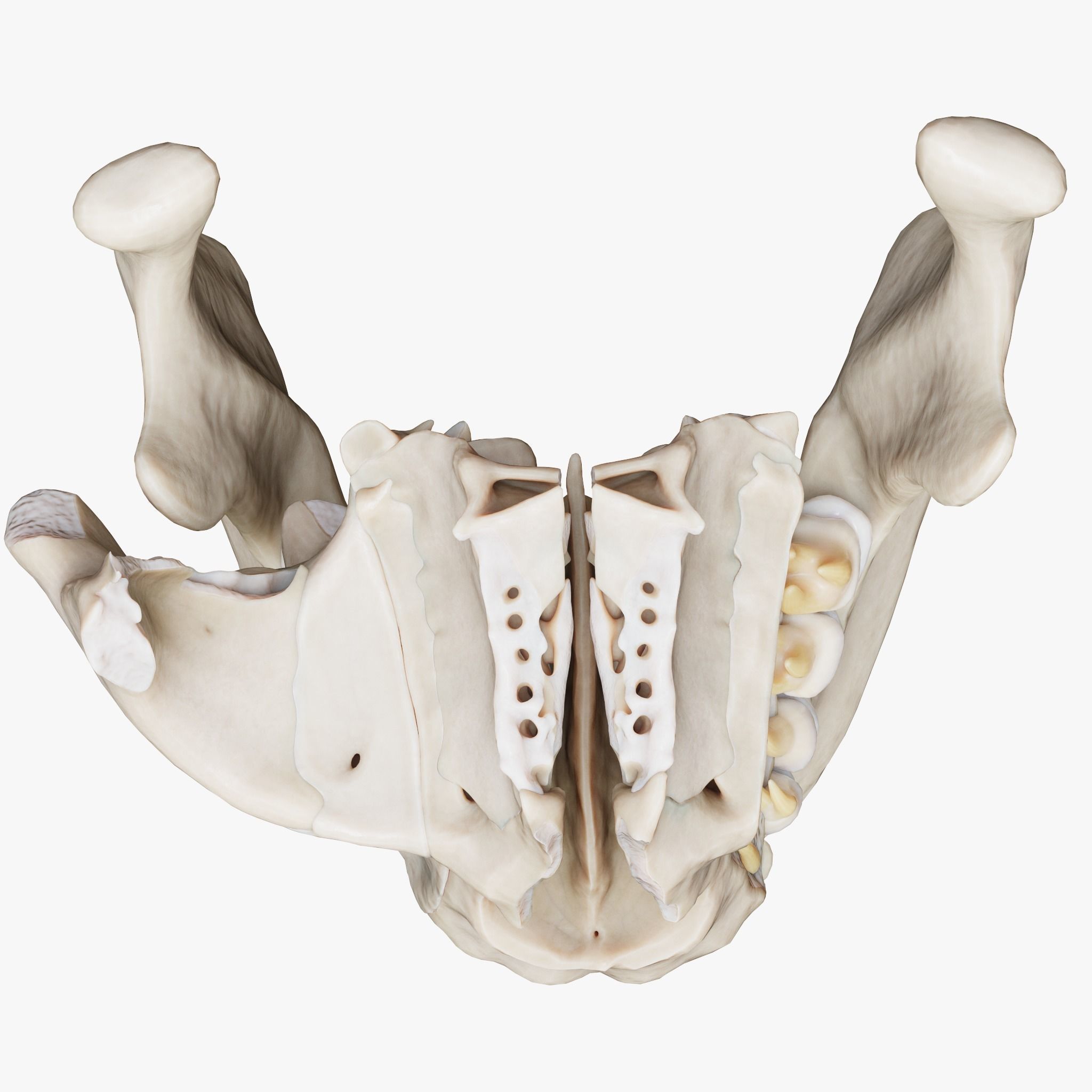 Tooth Structure Bone Anatomy  Low-poly 3D model_7
