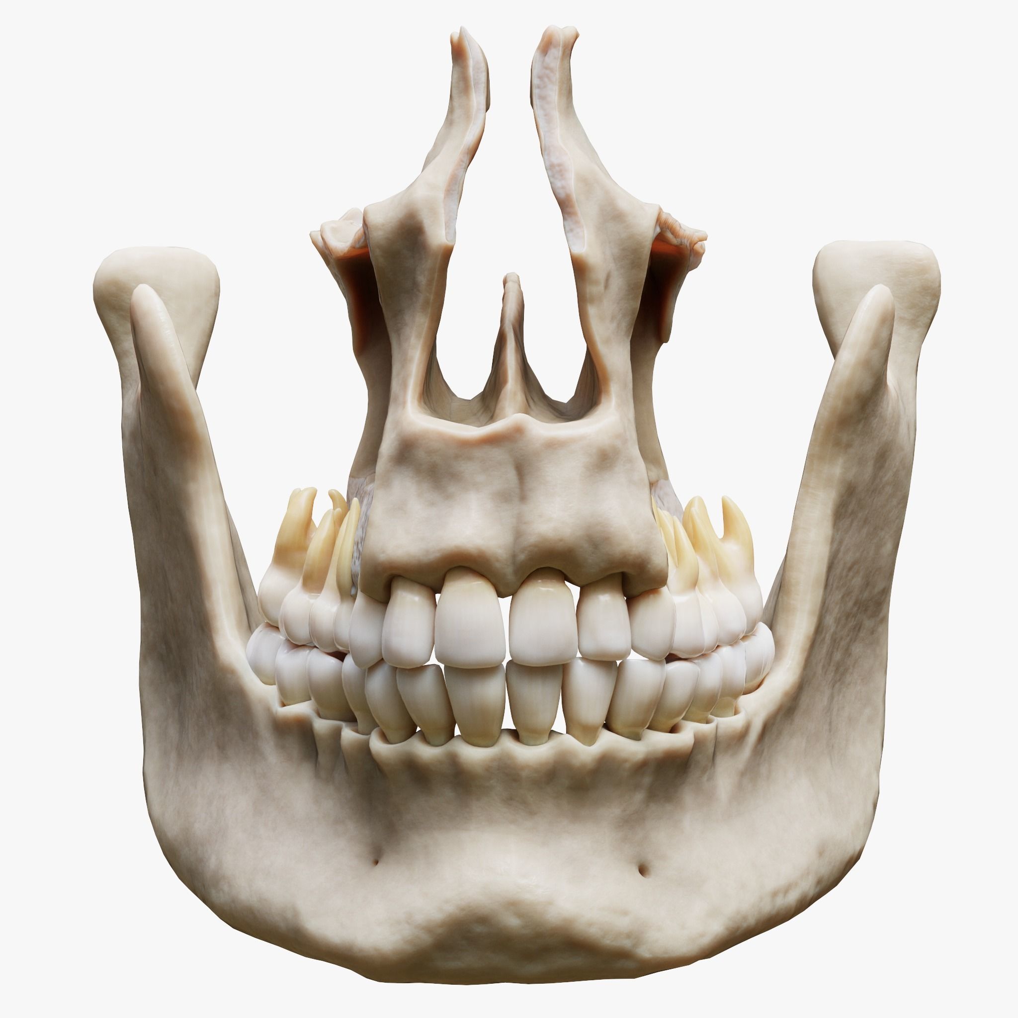 Tooth Structure Bone Anatomy  Low-poly 3D model_2