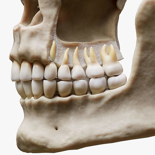 Tooth Structure Bone Anatomy  Low-poly 3D model