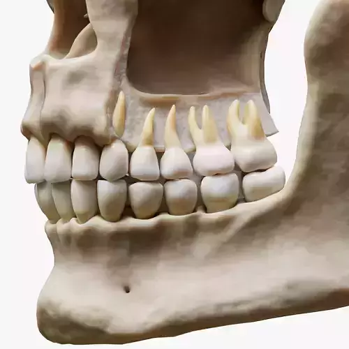 Tooth Structure Bone Anatomy 